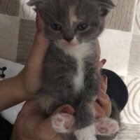 Scottish Fold, Kedi  Scottish Fold Yavruları fotoğrafı