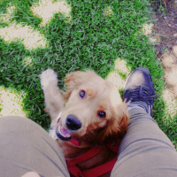 Amerikan Cocker Spaniel, Köpek  dolunay fotoğrafı