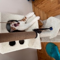 Sarman, Kedi  Şeker fotoğrafı