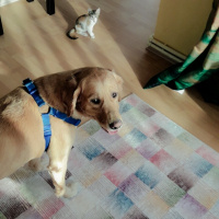 Golden Retriever, Köpek  Ada fotoğrafı