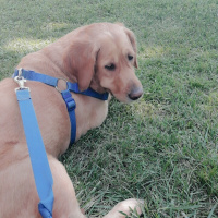 Golden Retriever, Köpek  Ada fotoğrafı