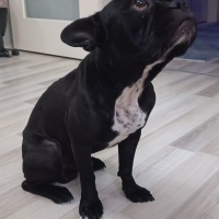 Fransız Bulldog, Köpek  Zeus fotoğrafı
