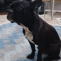 Fransız Bulldog, Köpek  Zeus fotoğrafı