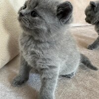 British Shorthair, Kedi  british shorthair yavrular fotoğrafı