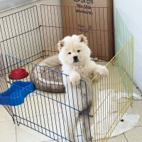 Chow Chow (çin Aslanı), Köpek  Leydi fotoğrafı