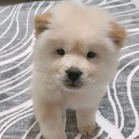 Chow Chow (çin Aslanı), Köpek  Leydi fotoğrafı