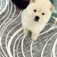 Chow Chow (çin Aslanı), Köpek  Leydi fotoğrafı