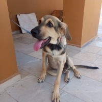 Kangal, Köpek  ÇİBO fotoğrafı