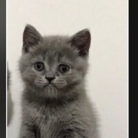 British Shorthair, Kedi  Şirin surat fotoğrafı