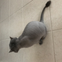 British Shorthair, Kedi  Duman fotoğrafı