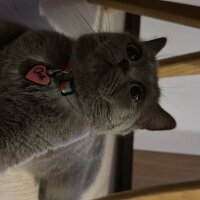 British Shorthair, Kedi  Grillo fotoğrafı