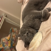 British Shorthair, Kedi  Grillo fotoğrafı