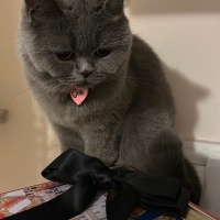 British Shorthair, Kedi  Grillo fotoğrafı