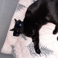 Tekir Kedi, Kedi  Zeytin fotoğrafı