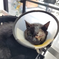 Tekir Kedi, Kedi  Zeytin fotoğrafı