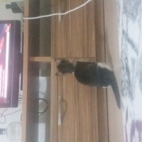 Tekir Kedi, Kedi  Mia fotoğrafı