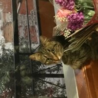 Tekir Kedi, Kedi  Lotus fotoğrafı