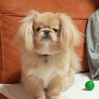 Pekingese, Köpek  Pero fotoğrafı