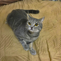 British Shorthair, Kedi  BONİBON fotoğrafı