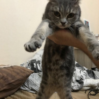 British Shorthair, Kedi  BONİBON fotoğrafı