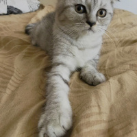 Scottish Fold, Kedi  minnoşlar fotoğrafı