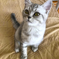 Scottish Fold, Kedi  minnoşlar fotoğrafı
