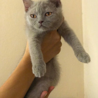 Scottish Fold, Kedi  minnoşlar fotoğrafı