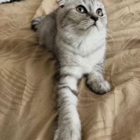 Scottish Fold, Kedi  minnoşlar fotoğrafı
