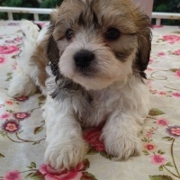 Maltese, Köpek  Lili fotoğrafı