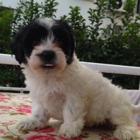 Maltese, Köpek  Lili fotoğrafı