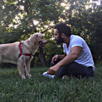 Golden Retriever, Köpek  Pink fotoğrafı