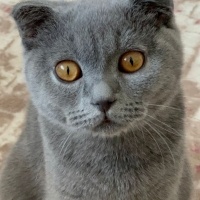 British Shorthair, Kedi  Miya fotoğrafı