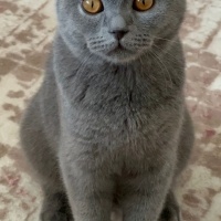 British Shorthair, Kedi  Miya fotoğrafı