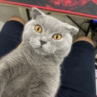 British Shorthair, Kedi  Miya fotoğrafı