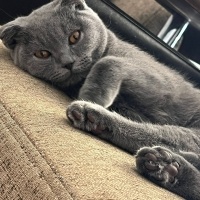 British Shorthair, Kedi  Miya fotoğrafı