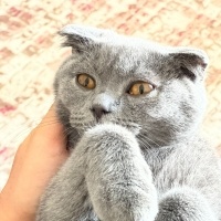 British Shorthair, Kedi  Miya fotoğrafı