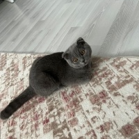 British Shorthair, Kedi  Miya fotoğrafı