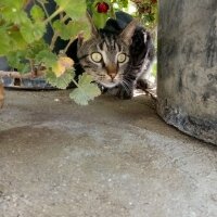 Tekir Kedi, Kedi  Lokum fotoğrafı