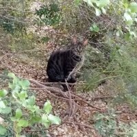 Tekir Kedi, Kedi  Lokum fotoğrafı