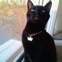 Bombay, Kedi  Alex fotoğrafı