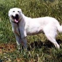 Kangal, Köpek  Cesur fotoğrafı