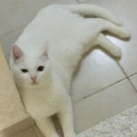 Ankara Kedisi, Kedi  Leo fotoğrafı