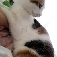 Tekir Kedi, Kedi  Maya fotoğrafı