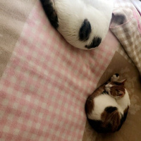 Tekir Kedi, Kedi  Maya fotoğrafı