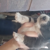 Poodle (Minyatür Kaniş), Köpek  Biblo fotoğrafı