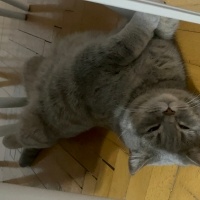 British Shorthair, Kedi  Loui fotoğrafı