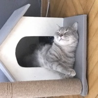 British Shorthair, Kedi  Loui fotoğrafı