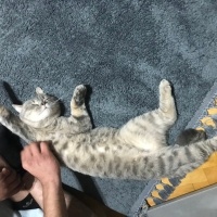 British Shorthair, Kedi  Loui fotoğrafı