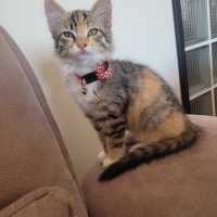 Tekir Kedi, Kedi  Yumak fotoğrafı