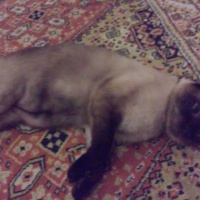 Siyam Kedisi, Kedi  şaba fotoğrafı